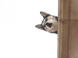 Verschiedene Übergangsfristen: EU-Parlament beschließt Chip-Pflicht für Hunde und Katzen